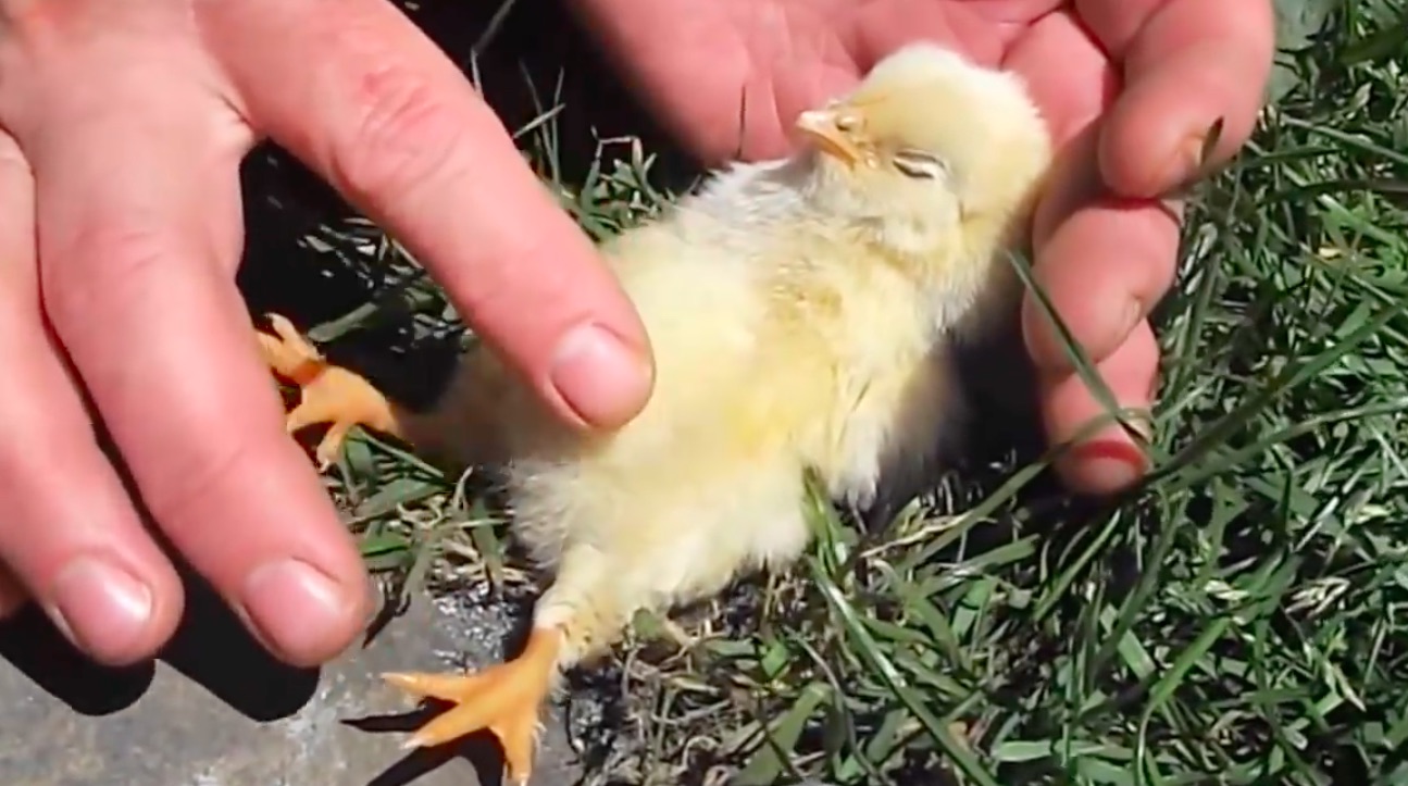 К чему снятся цыплята женщине живые маленькие. Сонный цыпленок. Спящие цыплята. Цыпленок в руках.